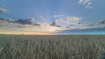 A Serene Sunrise over Lush Green Fields of Agriculture and Nature Embracing Beauty