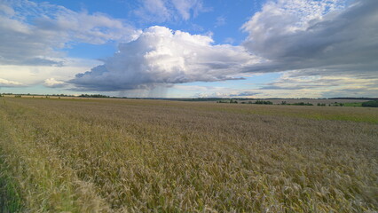 Obraz premium A Scenic Landscape Featuring Beautiful Rolling Clouds Over a Vibrant Field of wheat