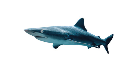 Obraz premium Blue shark side view realistic marine predator ocean wildlife swimming profile isolated on white background