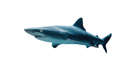 Blue shark side view realistic marine predator ocean wildlife swimming profile isolated on white background