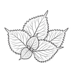 Fototapeta premium Detailed Botanical Illustration of Sharpedged Leaves for Coloring or Design Projects