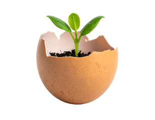 Green seedling sprouting from soil inside cracked eggshell planter symbolizing new life growth and sustainable gardening on isolated background