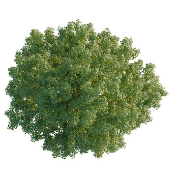 Acer pseudoplatanus tree plan, top view, 4k png, cutout, isolate, Lush green tree with dense foliage on transparent background