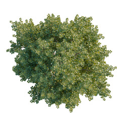 Obraz premium Tilia europaea tree plan, top view, 4k png, cutout, isolate, Lush green tree with dense foliage on transparent background