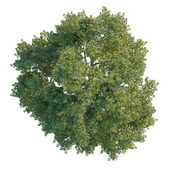 Tilia platyphyllos tree plan, top view, 4k png, cutout, isolate, Lush green tree with dense foliage on transparent background © DH Tree Stock