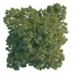 Ulmus laevis tree plan, top view, 4k png, cutout, isolate, Lush green tree canopy with dense...