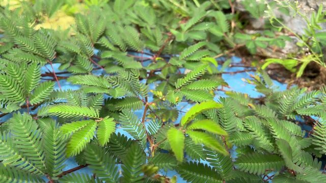 Close-up of fresh green fern leaves with natural texture, tropical plant detail and organic pattern. Sensitive Plant, Shy Plant, Shy Princess, Mimosa pudica, putri malu, thorns grass.