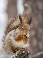 Fototapeta premium The squirrel with nut sits on tree in the winter or late autumn