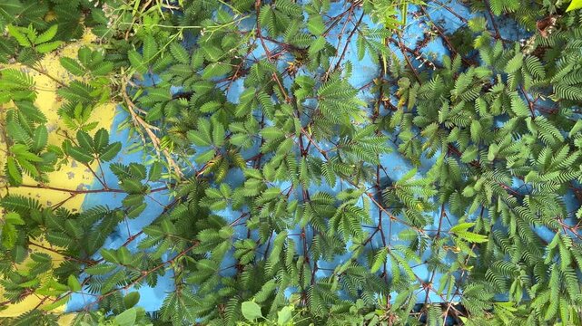 Green leaves viewed from below with blue sky background, natural foliage pattern and fresh outdoor atmosphere. Sensitive Plant, Shy Plant, Shy Princess,Mimosa pudica, putri malu, thorns grass.
