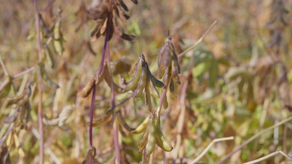 A Detailed CloseUp View of Healthy Soybean Plants Growing in a Lush Agricultural Field