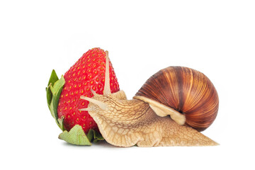 Snail and strawberry on white background. Roman snail or Helix pomatia isolated on white. Garden...