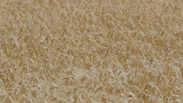 Golden Barley Field Swaying in the Wind in the Scottish Highlands
