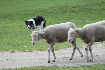 Obraz premium Border Collie Herding Sheep on a Farm, Working Dog in Livestock Management