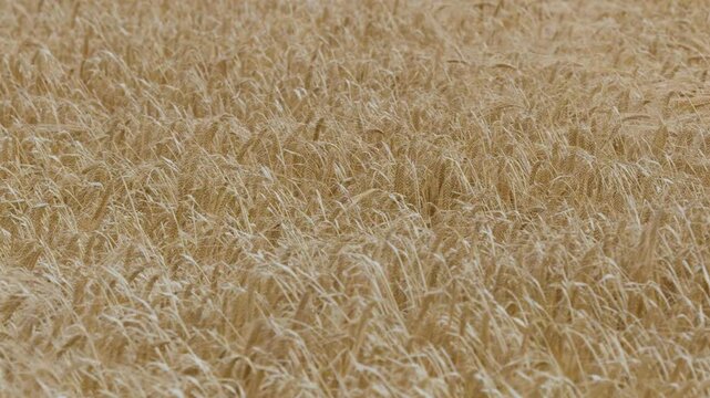 Golden Barley Crops Swaying in the Wind in the Scottish Highlands