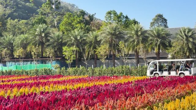 Shuttle Bus Driving Past Colorful Flower Field in Khao Yai Thailand