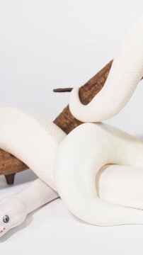 Albino White Snake Slithering Slowly Along Wooden Branch