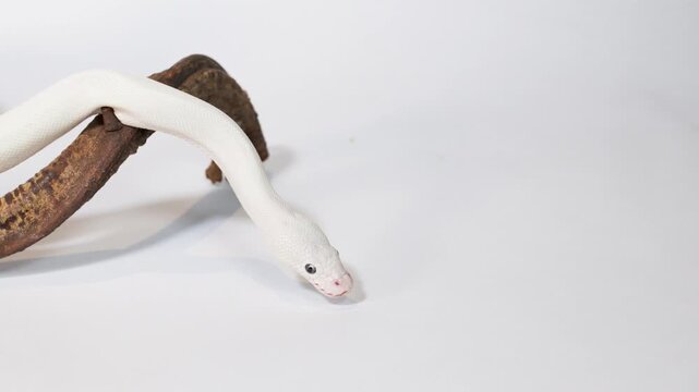 Albino White Snake Slithering Over Wooden Branch Perch