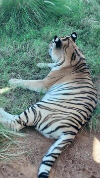 Tiger resting At Al Aiin Zoo