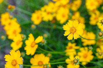 Bright Yellow Wildflowers Blooming Beautifully in Warm Sunlight of Summer
