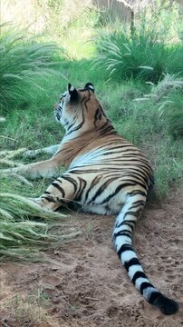 Tiger resting At Al Aiin Zoo