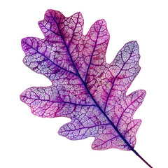 Vivid Purple Oak Leaf showcasing Stunning Coloration in Close-up Shot