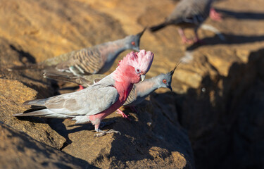 Beautiful Galah (eolophus roseicapilla) sitting at a waterhole in the Karara Rangelands of Western Australia 