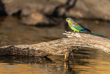 Colourful female Mulga Parrot (Psephotellus varius) at a waterhole in the morning sun in the Karara Rangelands of outback  Western Australia 