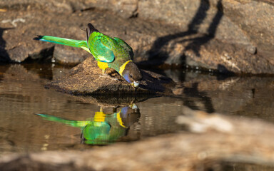Colourful Australian ringneck (Barnardius zonarius) on at a waterhole with reflection in the water,  in the outback of the Karara Region of Western Australia, Australia