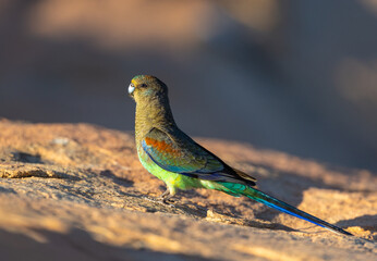Colourful female Mulga Parrot (Psephotellus varius) in the morning sun in the Karara Rangelands of outback  Western Australia 
