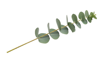 Fresh Eucalyptus Branch With Bluegreen Leaves On Black Background