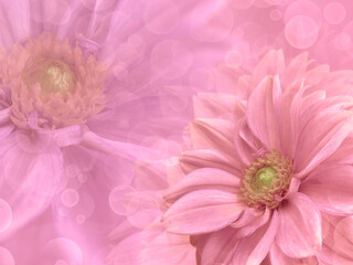 Dahlia  flowers,  on pink  blurred background.  Closeup.  Bright floral composition card for the holiday. Nature.