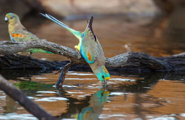 Colourful female Mulga Parrot (Psephotellus varius) drinking at a waterhole in the morning sun in the Karara Rangelands of outback  Western Australia 