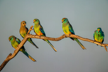 Colourful Mulga Parrots (Psephotellus varius) at a waterhole in the morning sun in the Karara Rangelands of outback  Western Australia 