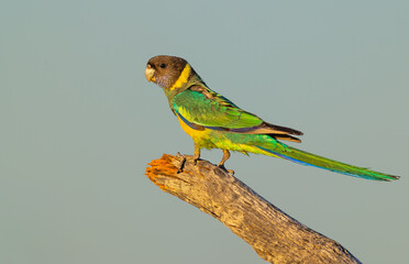 Colourful Australian ringneck (Barnardius zonarius) on a perch in the outback of the Karara Region of Western Australia, Australia