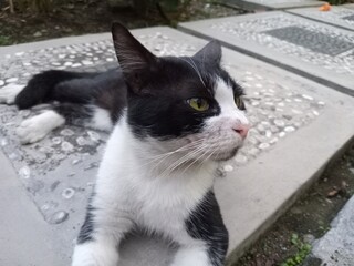 A black and white domestic cat resting calmly on concrete garden steps outdoors, lying relaxed with front paws stretched forward in a quiet natural environment.