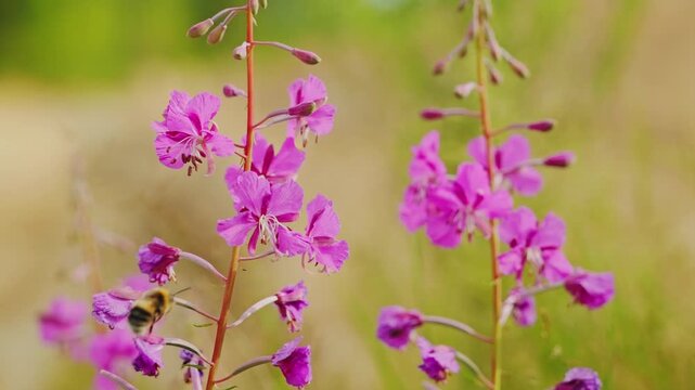Bees pollinating pink fireweed chamerion angustifolium flowers, meadow daylight