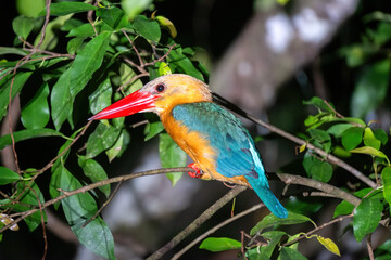 Stork-billed Kingfisher (Pelargopsis capensis), Kinabantagan Rainforest, Sabah, Borneo, Malaysia