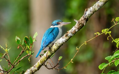 Collared Kingfisher (Todiramphus chloris),
Kinabatangan River, Sabah, Borneo Rainforest, Malaysia
