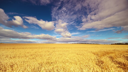Tranquil rural landscape, Sunlit fields gently oscillating, Peaceful farmland with rippling wheat under sunset, Serene agricultural scene showcasing swaying crops at dusk © beholdereye