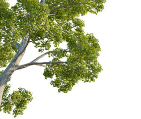 Acer pseudoplatanus tree, corner view, cutout, isolate, 4K PNG, Beautiful tree with lush green leaves on transparent background