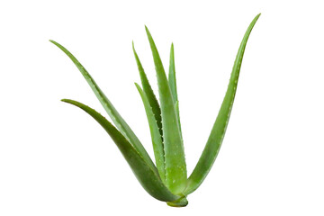 Fresh aloe vera plant with thick green leaves, clean and isolated on white background.