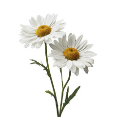 Pair of chamomile blossoms with stems on transparent background