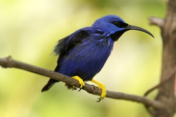 Obraz premium Male Shining Honeycreeper - Cyanerpes lucidus