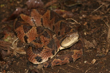 Obraz premium Central American Jumping Pit Viper (Metlapilcoatlus mexicanus)