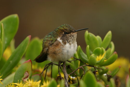 Female Volcano Hummingbird - Selasphorus flammula
