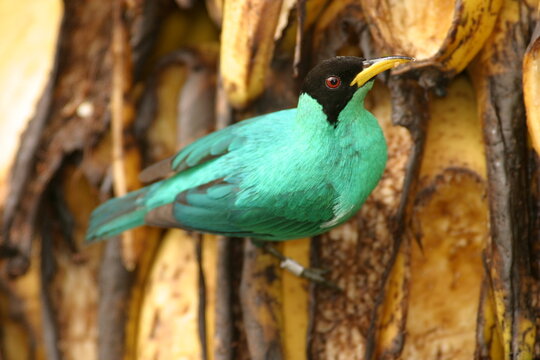 A male Green Honeycreeper (Chlorophanes spiza) banded by researchers