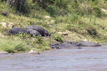 Pod of hippos sunning themselves on the banks of the Mara river in the Masai Mara National Park in Kenya Africa KEN