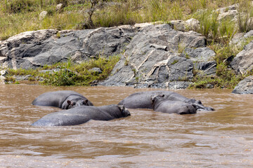 Hippo pod in the Mara river in the Masai Mara National Park in Kenya Africa KEN