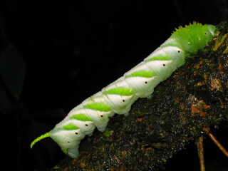 Caterpillar of the sphingid moth Manduca pellenia from Costa Rica