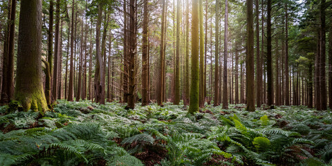 [Seasonal Event Icons] Forest Nature Path 森林の自然風景